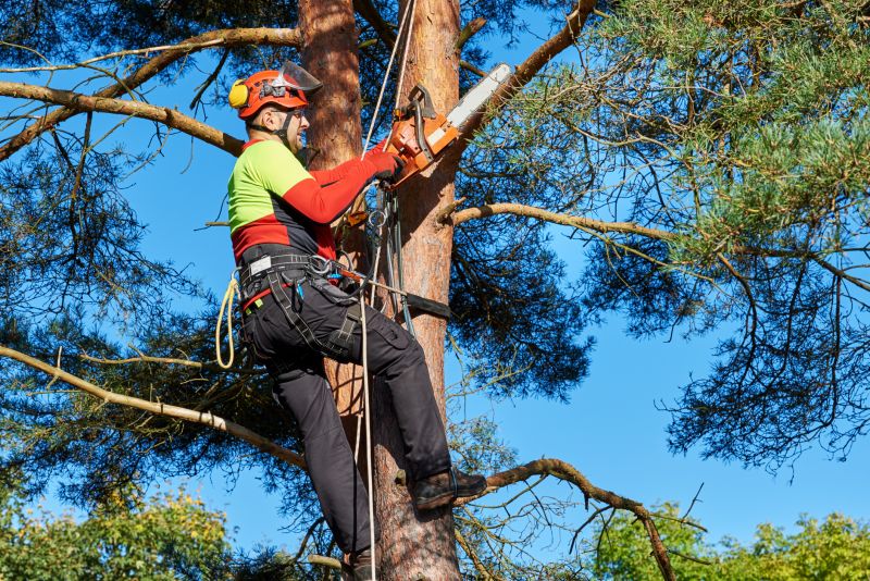 Tree Removal and Cleanup
